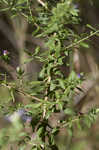 Willowleaf aster